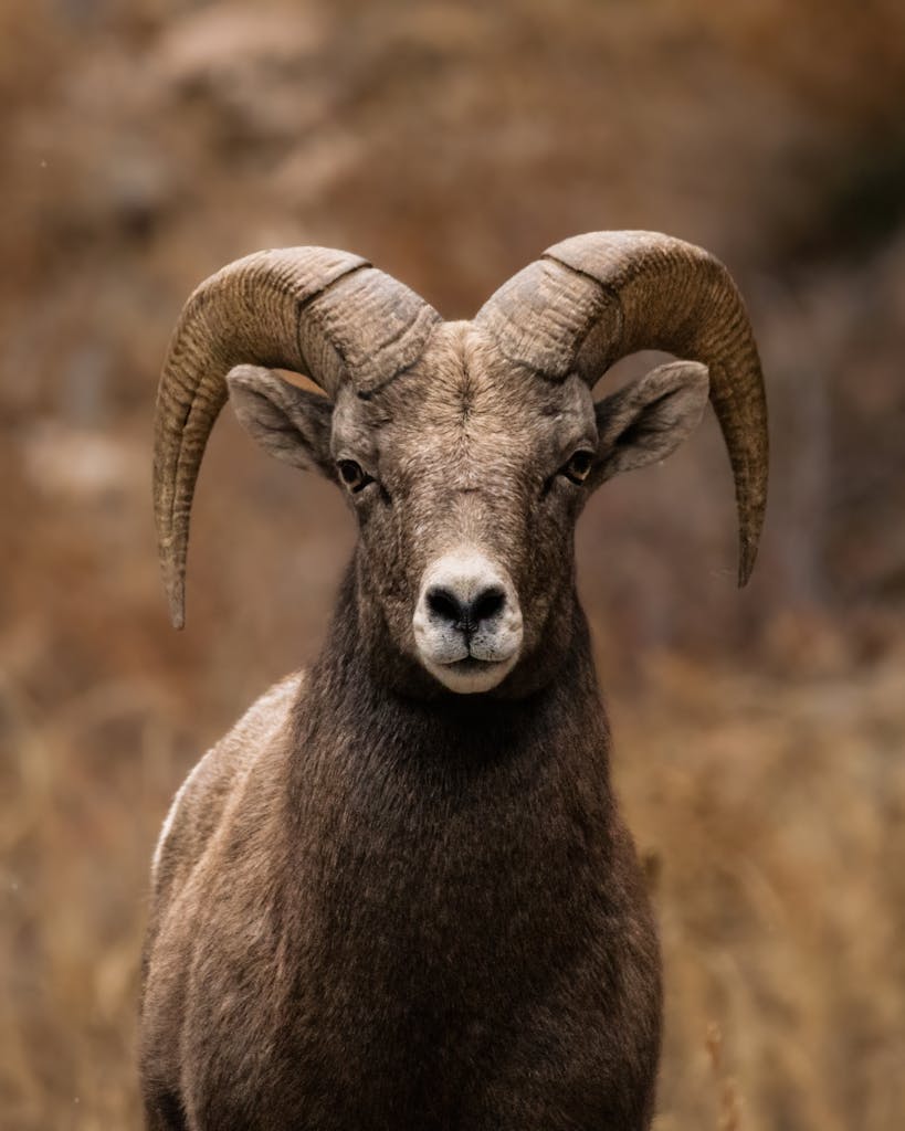 Portrait of a bighorn sheep ram in a natural setting showcasing its magnificent horns.